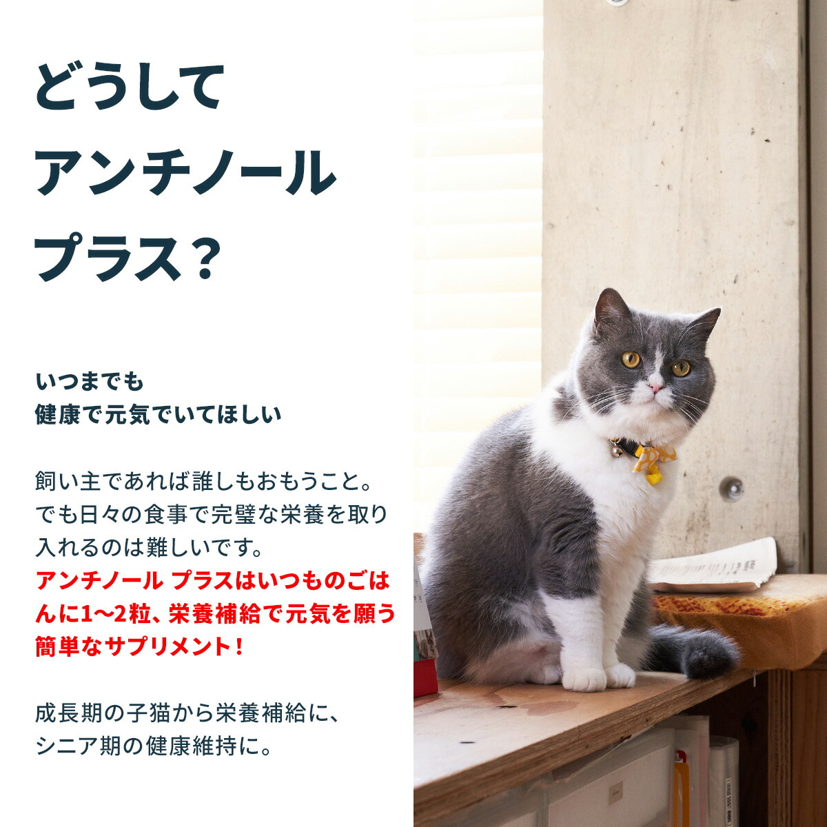 楽天市場】【公式】アンチノール プラス ペット サプリ サプリメント