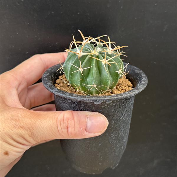 楽天市場】サボテン：ホマロケファラ 綾波 実生*M 幅4.5cm : 遊恵