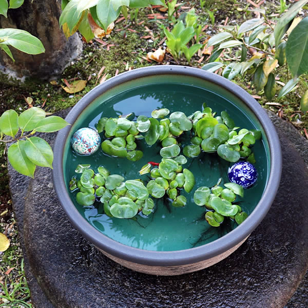 楽天市場】【38時間限定20%OFFクーポン配布中】15号はけ目水鉢