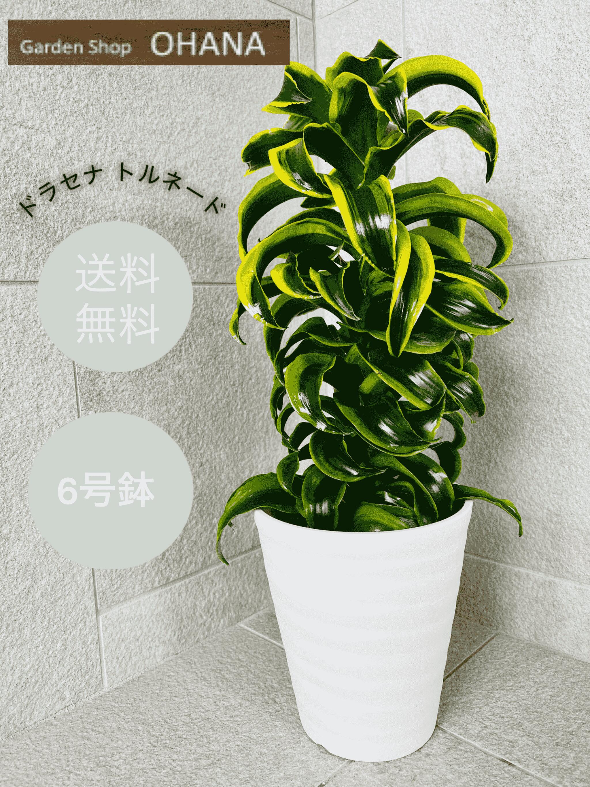 楽天市場】【 訳あり特価 】ドラセナ トルネード 6号 セラアート鉢