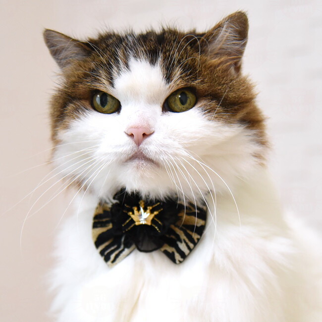 楽天市場】ちょこえり猫首輪 アニマル虎っど (トラッド) : 猫用品の