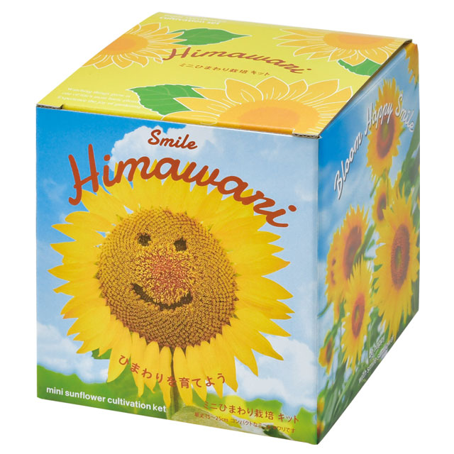 楽天市場】『栽培セット』 Bloom small Himawari ミニヒマワリ栽培