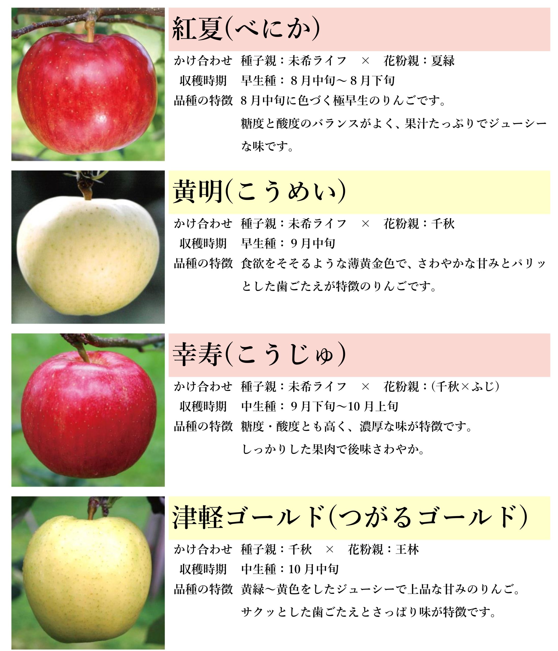 つがりあんアップルのご紹介 – 株式会社 津軽りんご市場