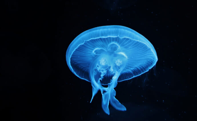 クラゲ駆除ロボット】が開発される 漁業的にクラゲは実は厄介者