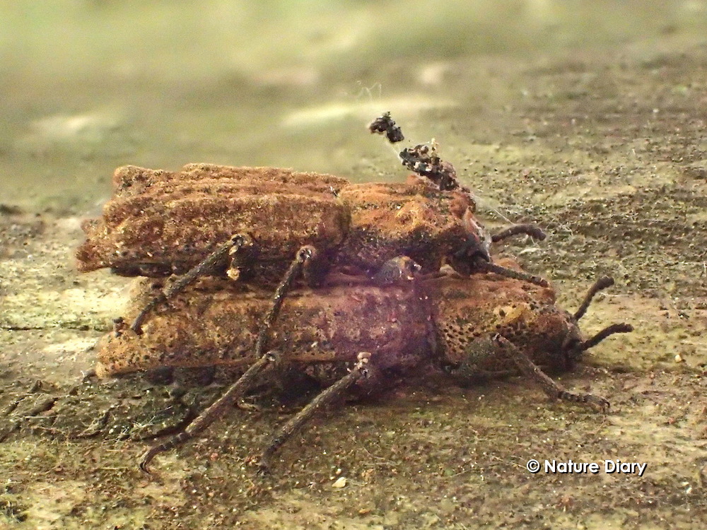 アトコブゴミムシダマシ] アトコブゴミムシダマシ (ギャラリー) - 虫林