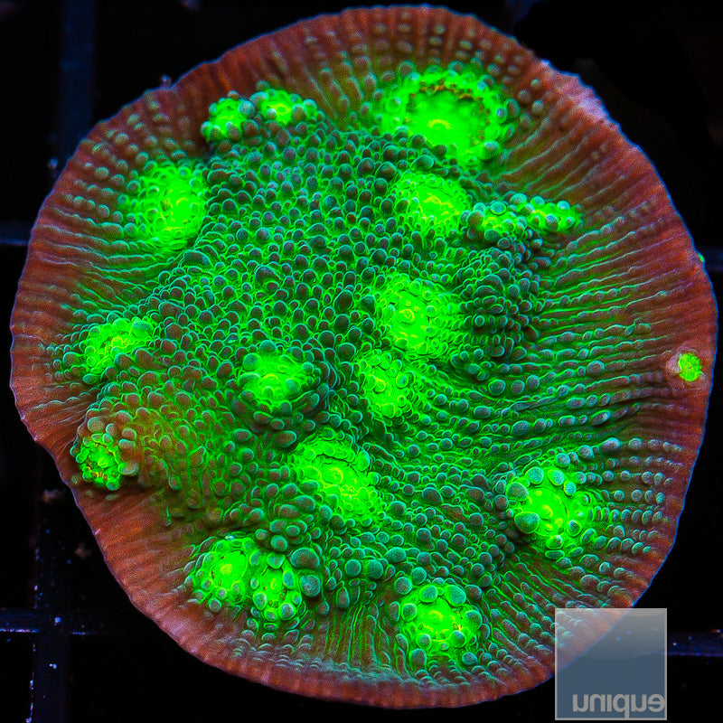 Unique Corals Firefly Chalice- Stock Frag – UniqueCorals