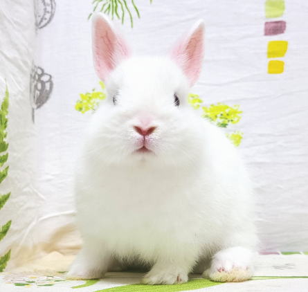 ネザーランドドワーフ A34 ブルーアイドホワイト 女の子 うさぎ専門店