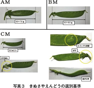 産地紹介：広島県 JA尾道市 ～品質第一、栽培から選別までこだわった