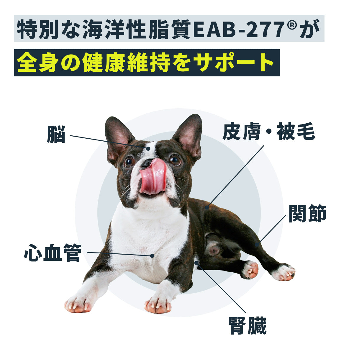 犬のサプリメント【アンチノール プラス】– ベッツペッツ公式サイト