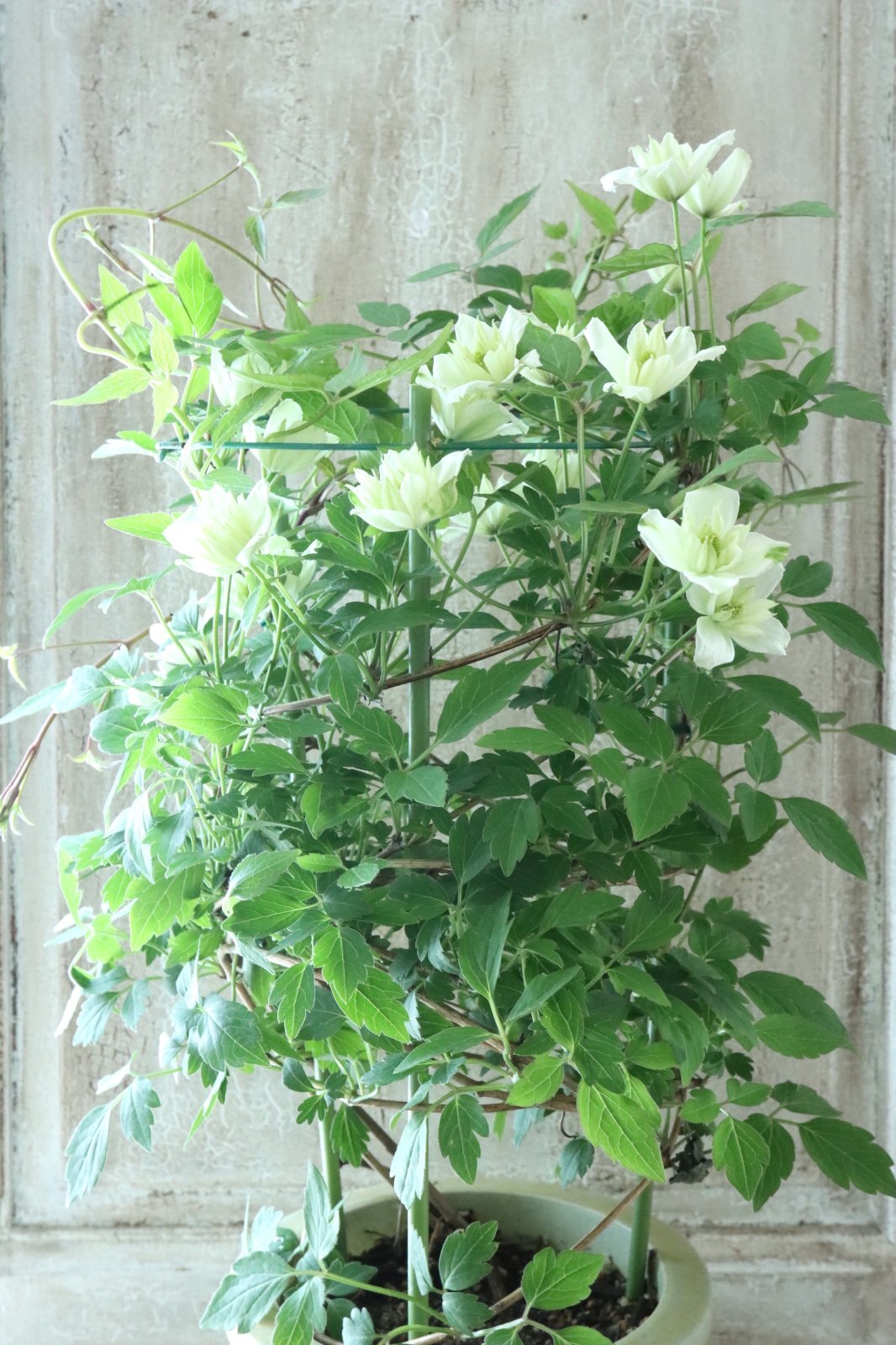 モンタナ系八重咲きクレマチス 