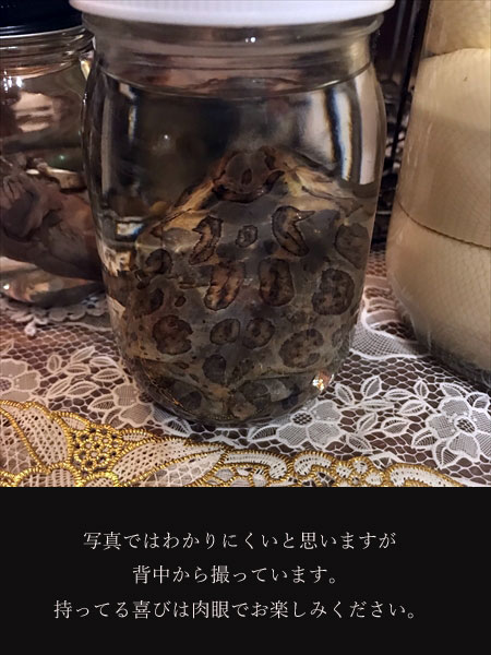 NeQro 液浸標本「ベルツノガエル」淑女雑貨Toe Cocotte