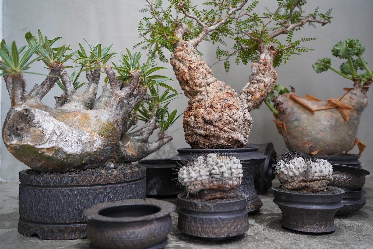 2個セット BOTANIZE × OLDMOUNTAIN MIYABI 【公式通販】