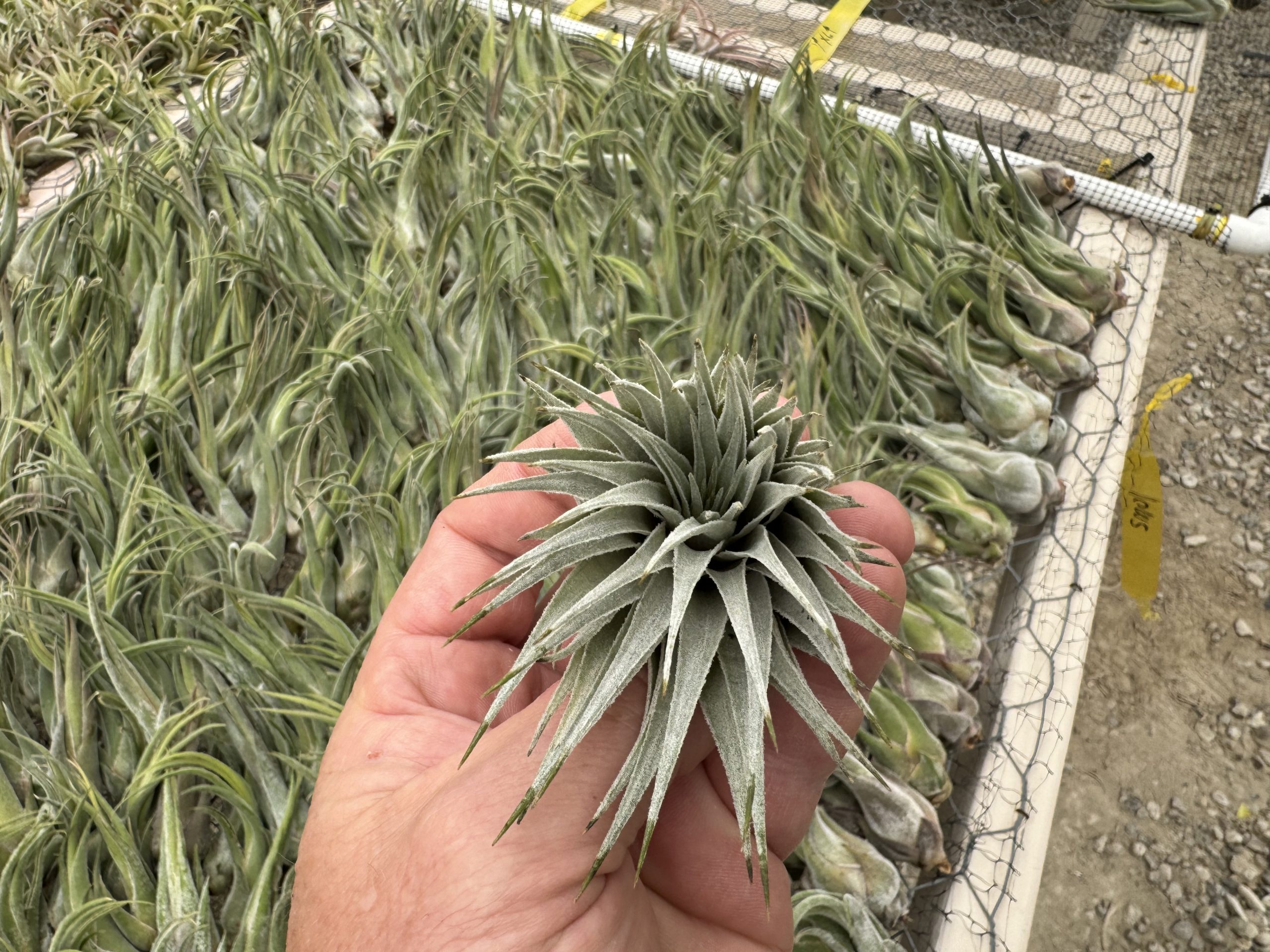 Tillandsia roseiflora x chapeuensis - Davis Farms Wholesale