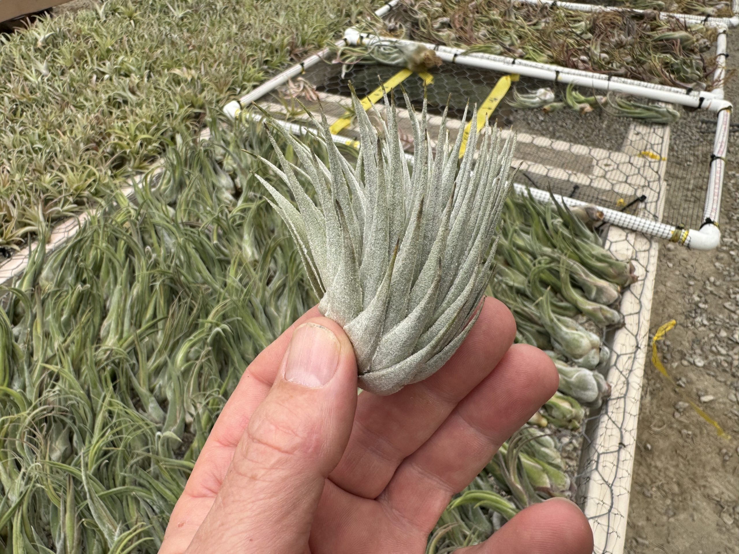 Tillandsia roseiflora x chapeuensis IN BLOOM - Davis Farms