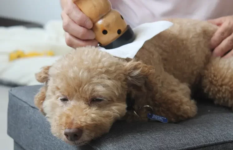 愛犬にも温活！：温灸を取り入れたワンズライフ - ペット温灸＆整体