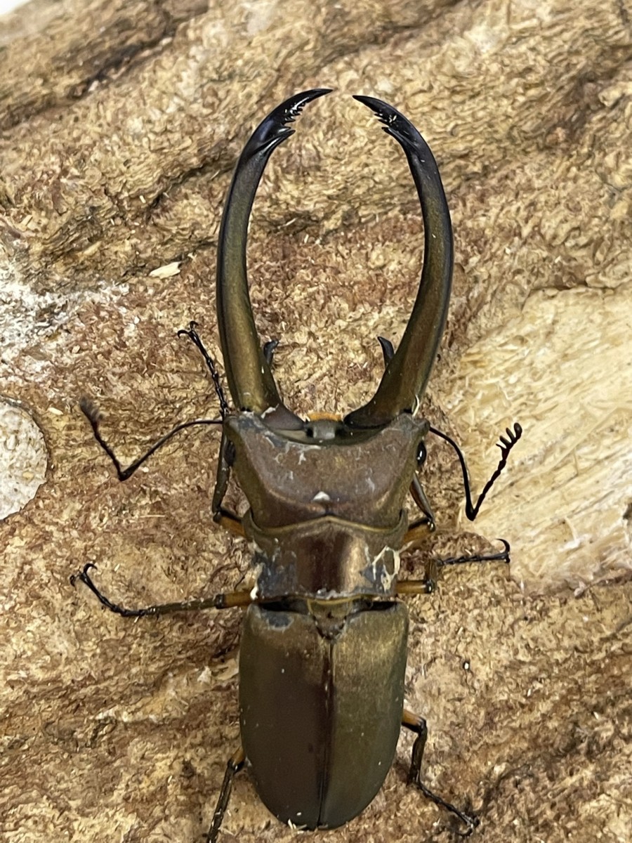 トルンカートゥスホソアカ WD 72ミリペア - クワガタ横丁