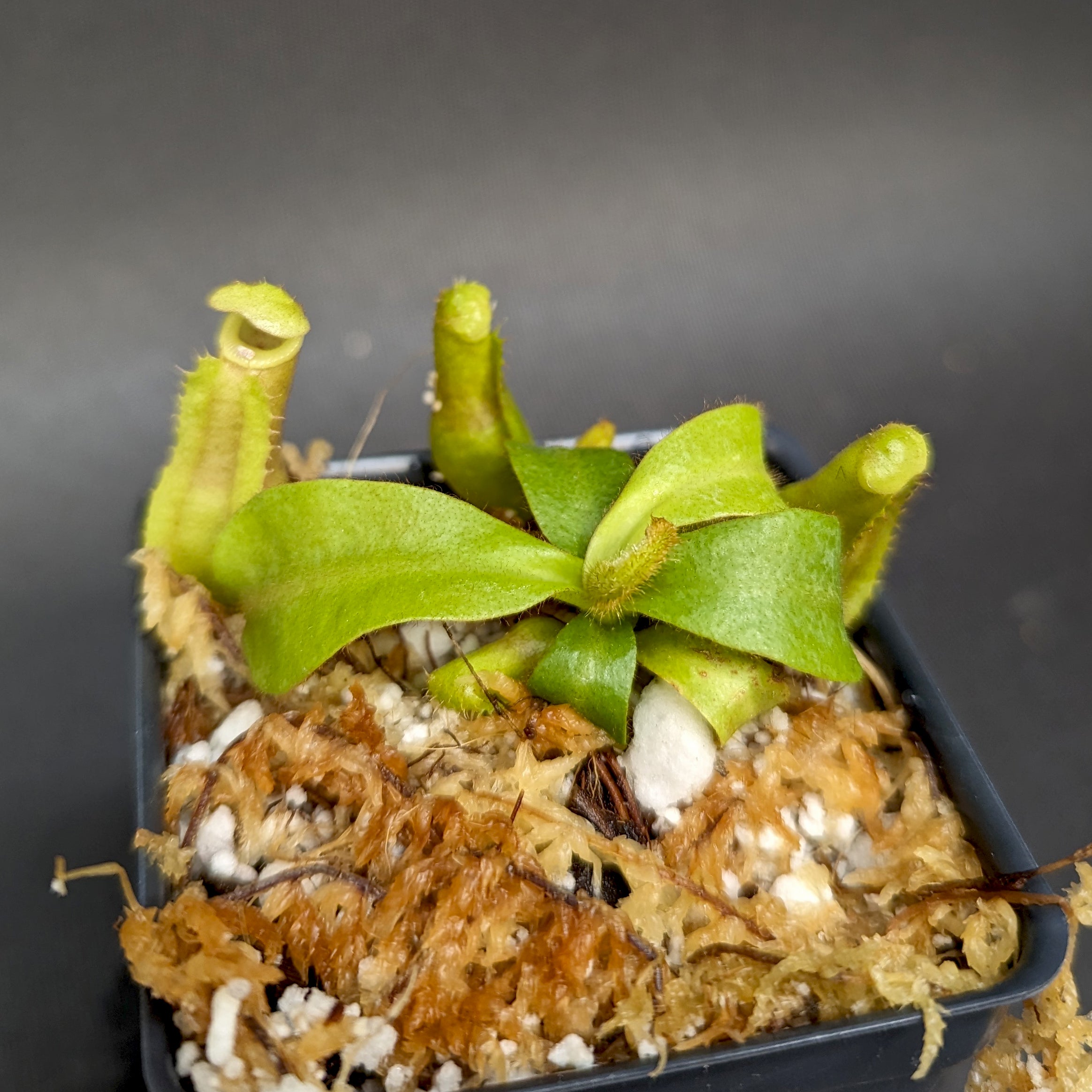 Nepenthes veitchii (