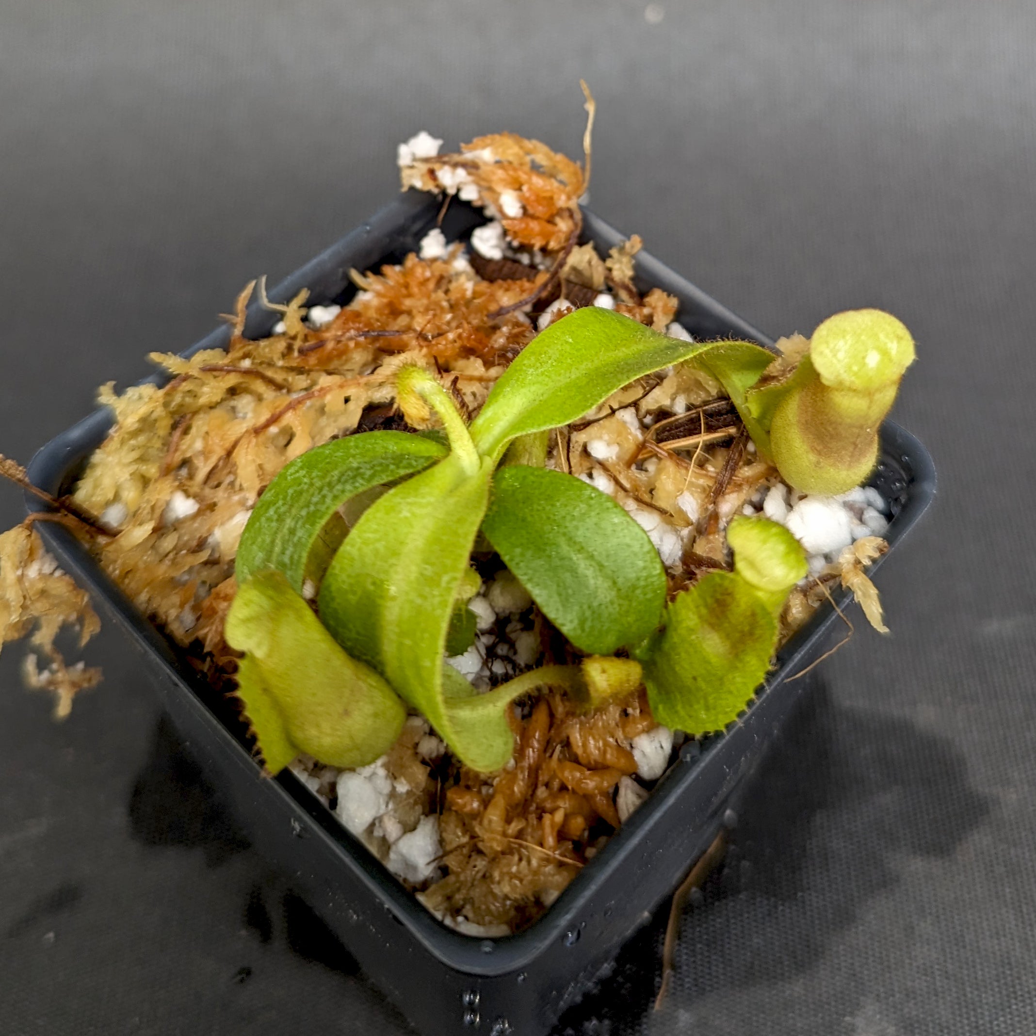 Nepenthes veitchii (