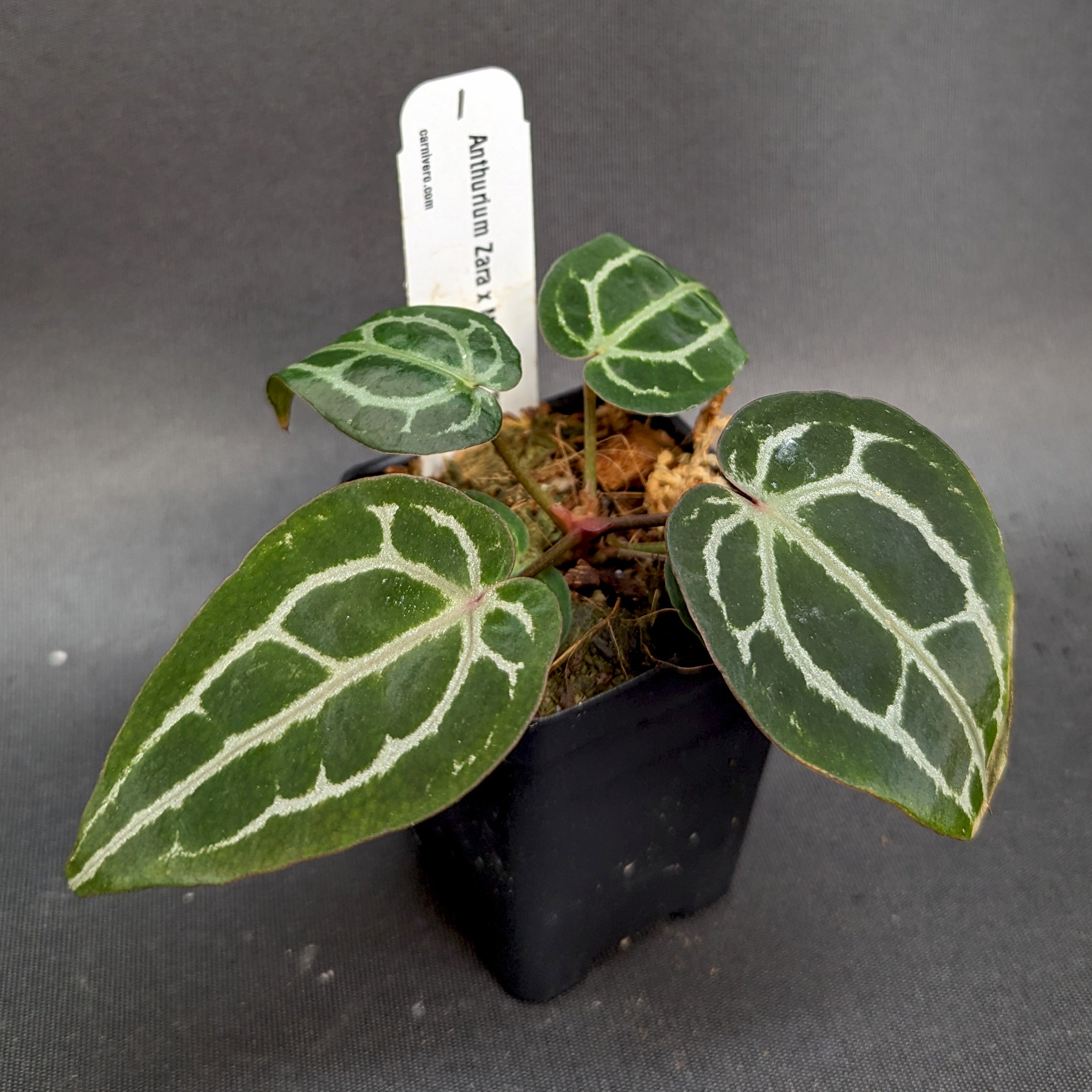 Anthurium Zara x Michelle F2, CAR-0357 – Carnivero