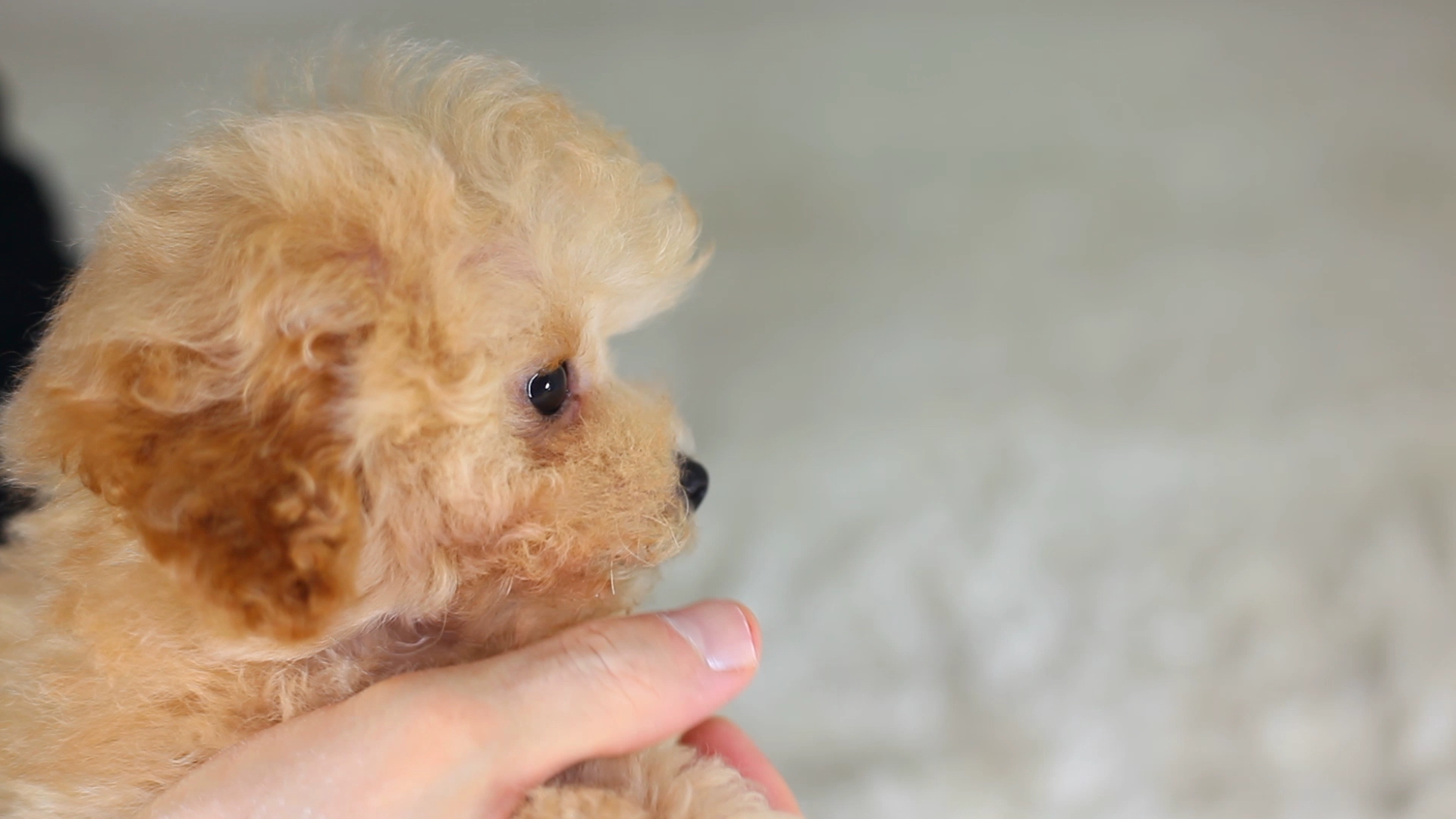 ジャパン プードル クラブ【ティーカッププードル】JPC-TEA-910