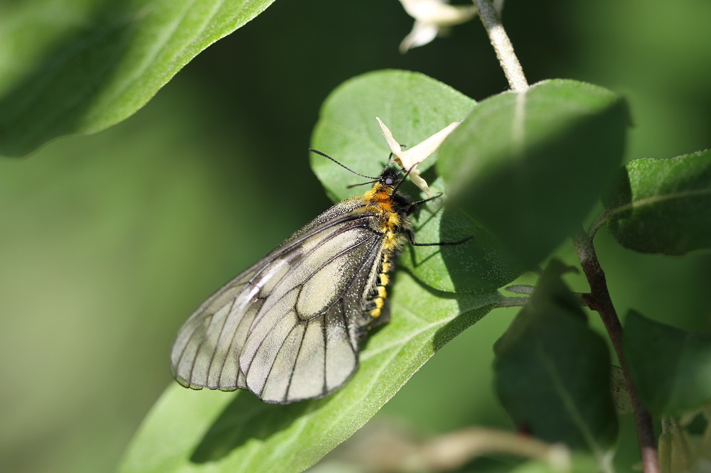 ウスバシロチョウ（ウスバアゲハ）～珍しい？生態写真や見分け方、生息