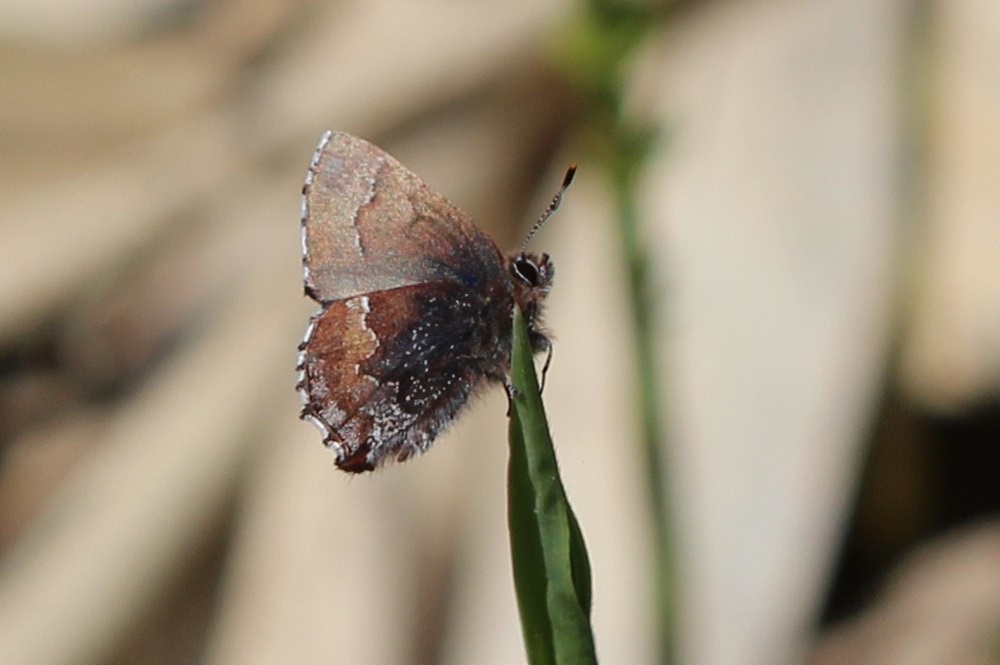 山形県大石田町川前地区のギフチョウとヒメギフチョウ | 蝶と昆虫のWEB