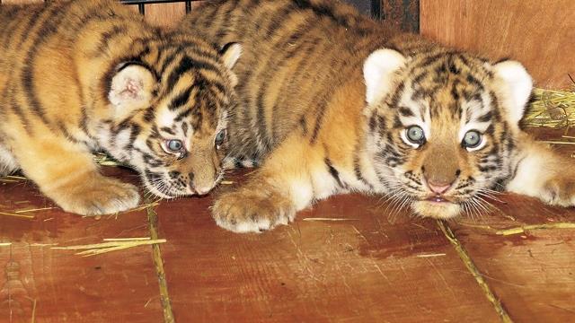 あさひばし 平成28年6月号「動物園からの手紙」 | 旭川市