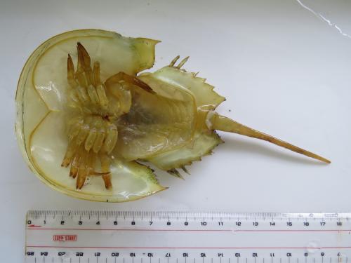 カブトガニの脱皮。どこから脱皮するか知ってる？ - 笠岡市ホームページ