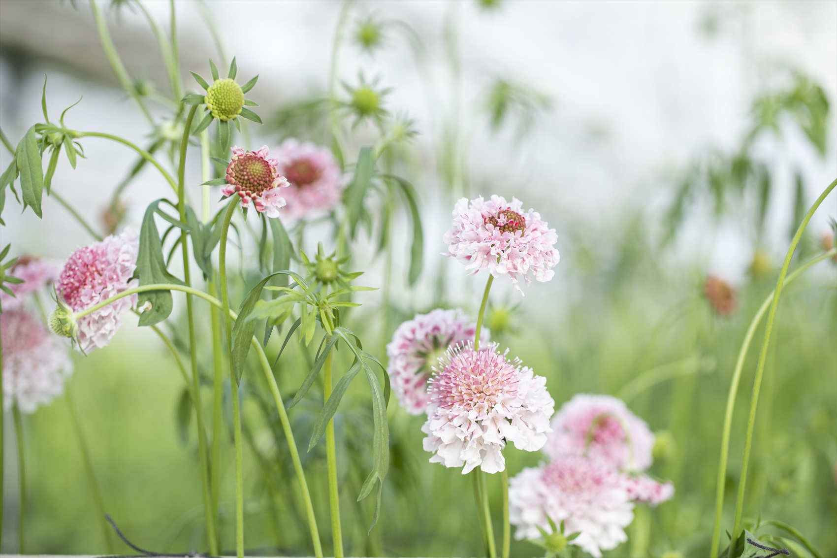 フラワーガーデン寺尾／長崎県生産者レポート｜花・フラワーギフトなら