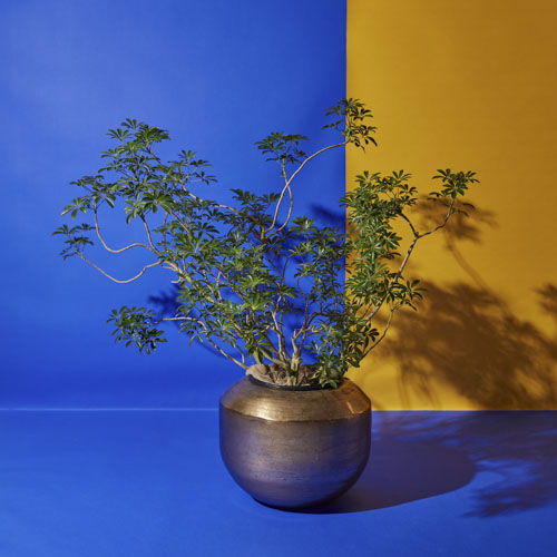 一点もの】うねるように伸びる姿が個性的なシェフレラ・コンパクタ