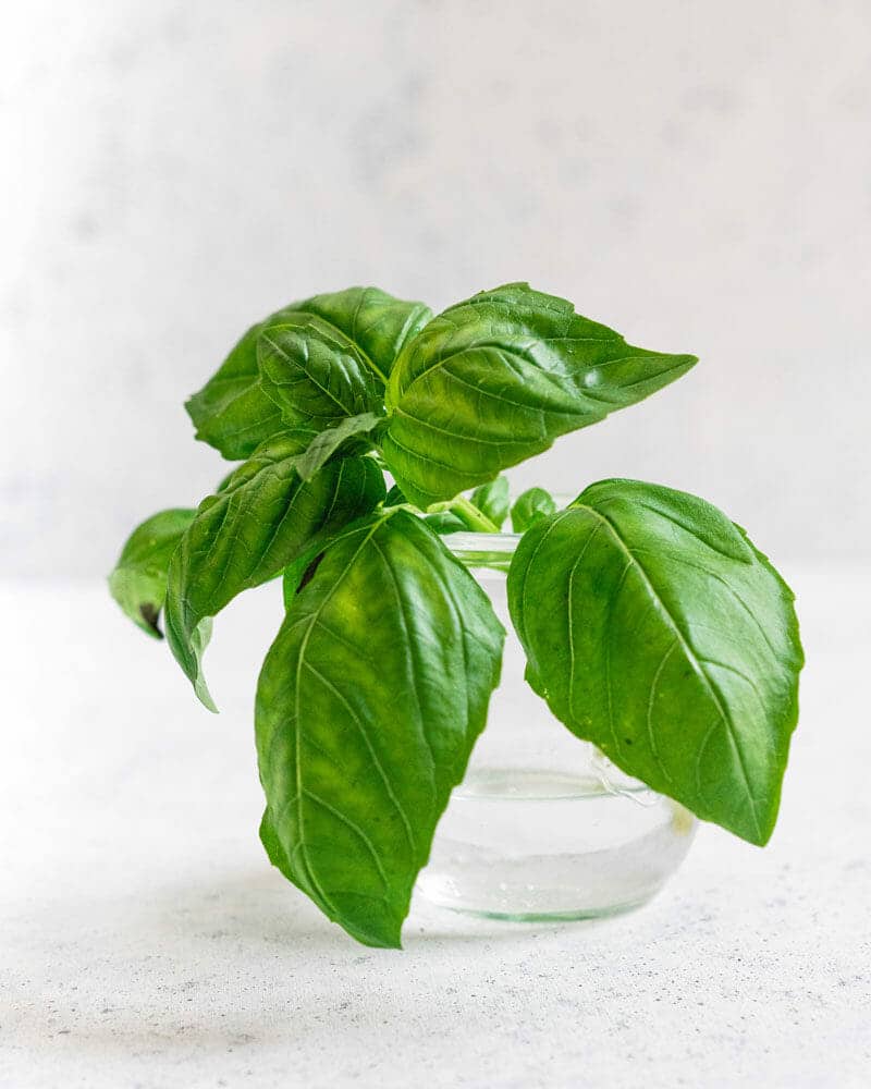 How to Grow Basil (How To & Recipes!) – A Couple Cooks