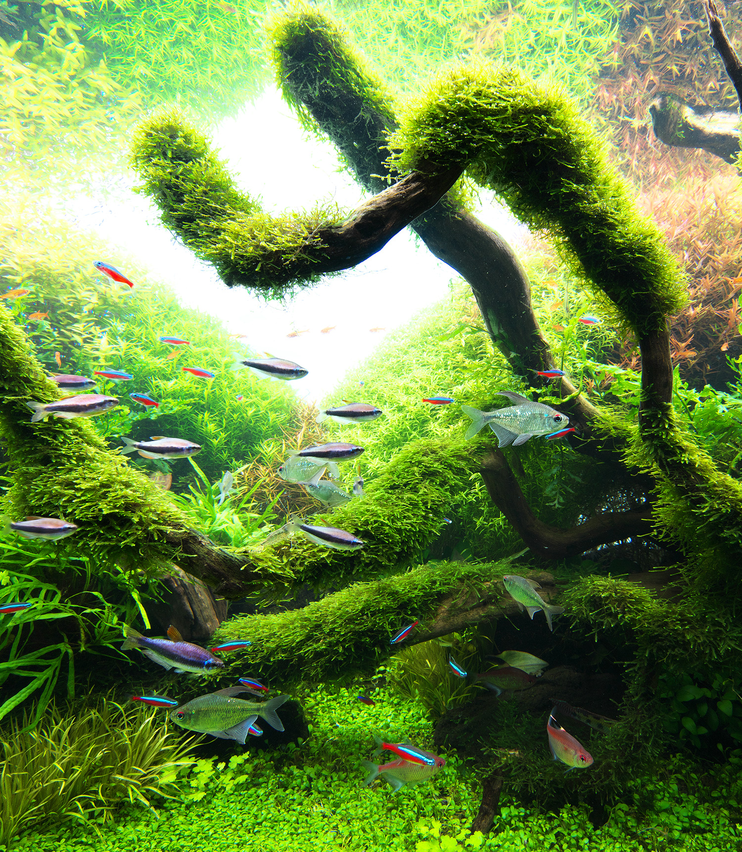 NATURE IN THE GLASS 「枯淡の趣」 | AQUA DESIGN AMANO