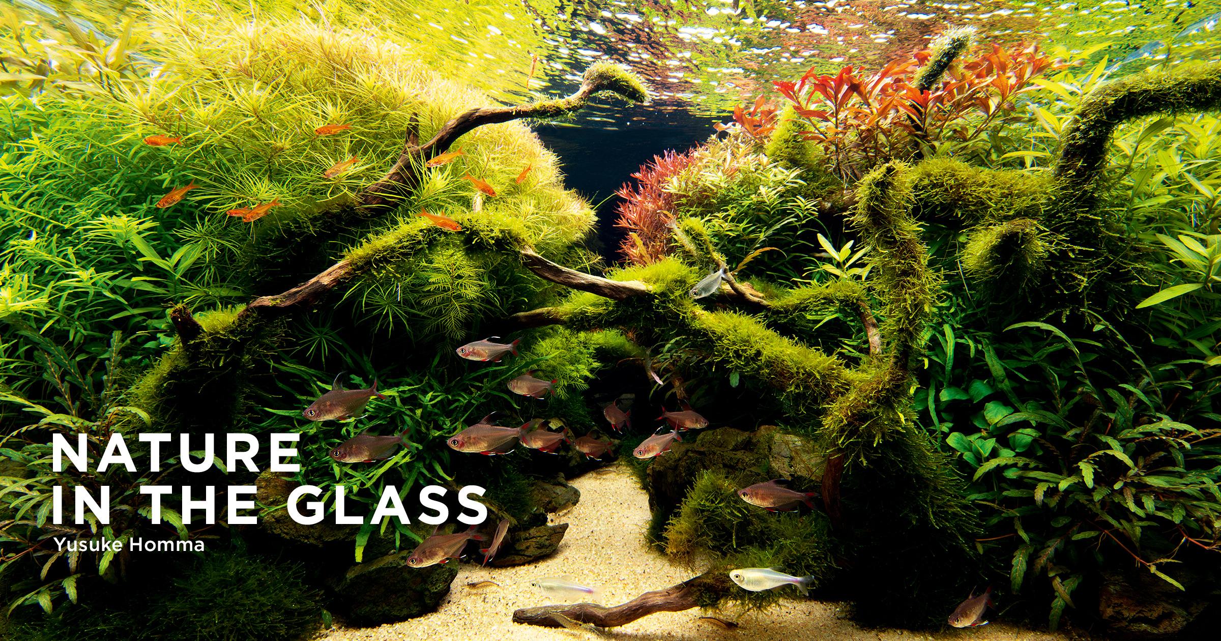 NATURE IN THE GLASS 「 夏風あざやか」 | AQUA DESIGN AMANO