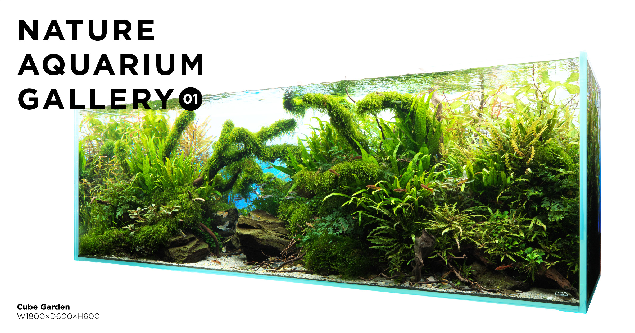 ADA ポスター ハーフオレンジレインボー ハーフオレンジレインボー