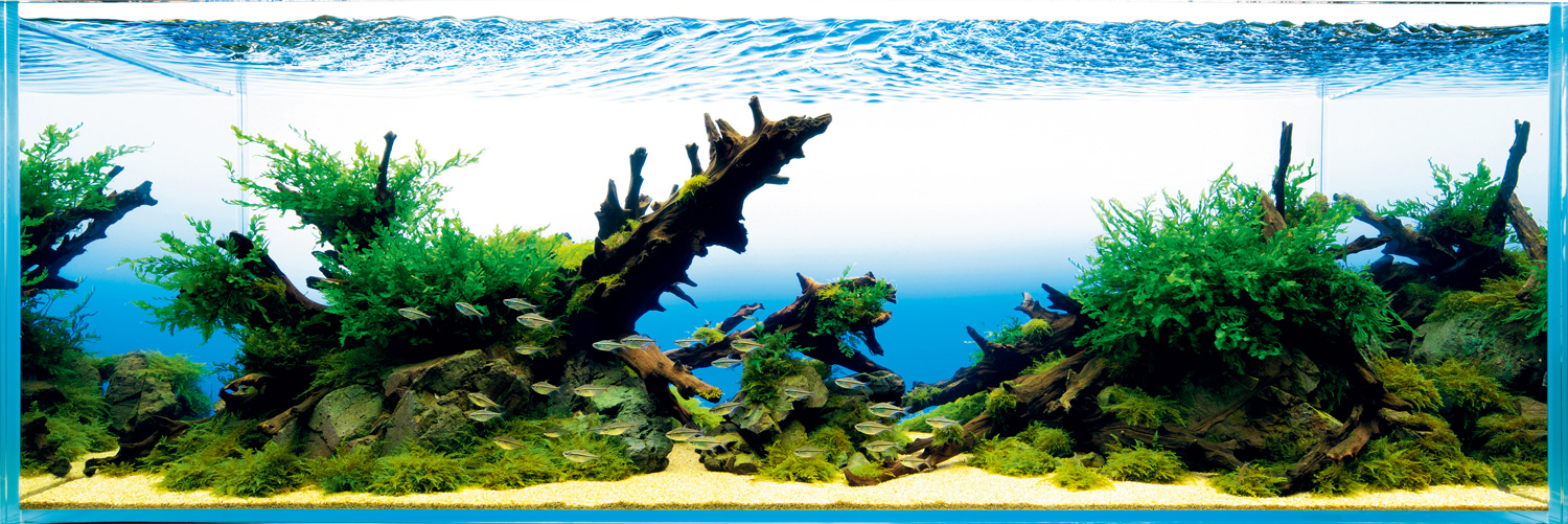 NATURE AQUARIUM CHRONICLE 2016-2021 | en