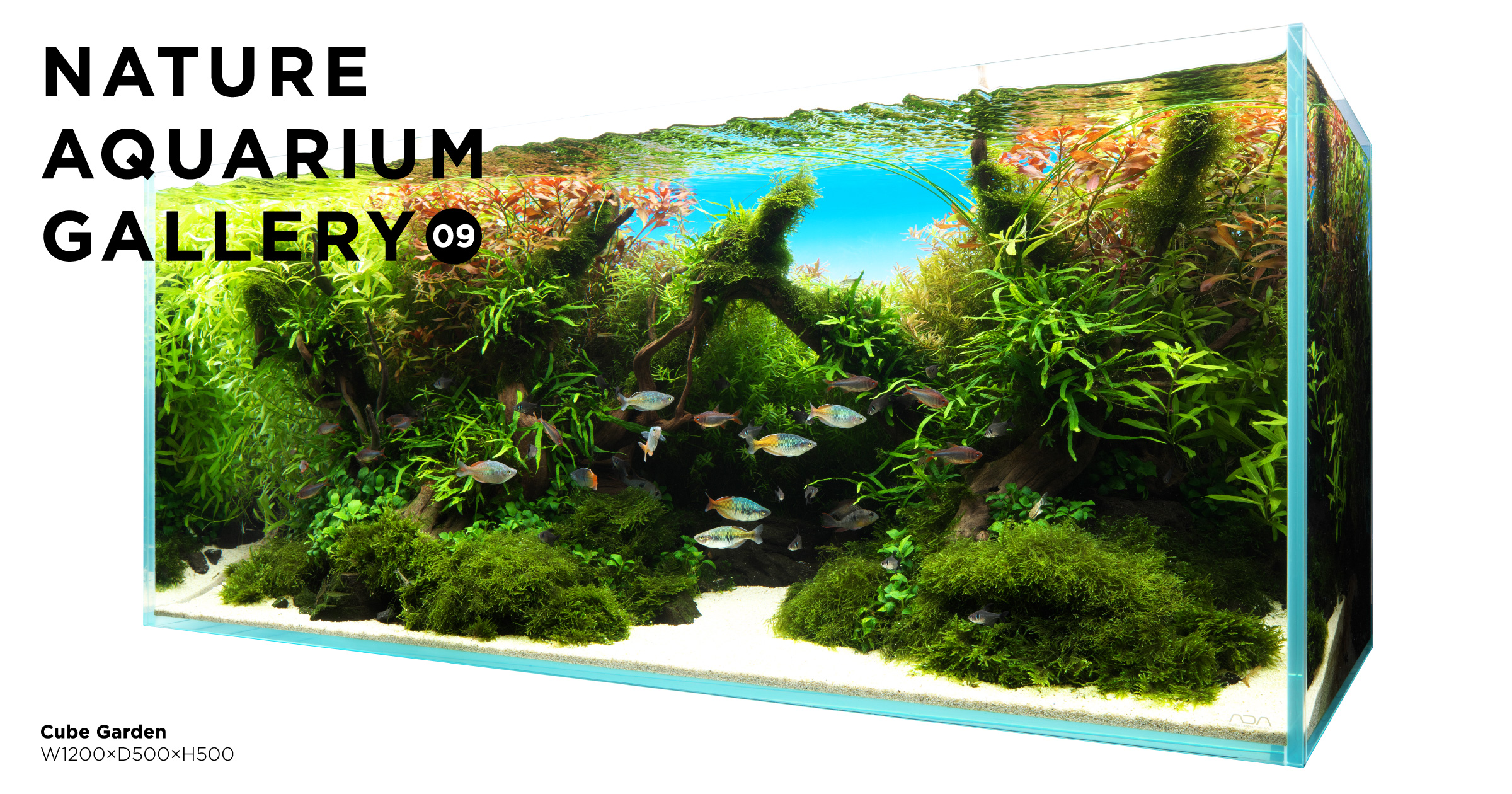 NATURE AQUARIUM GALLERY #09: “Drawn by New Growth” | en