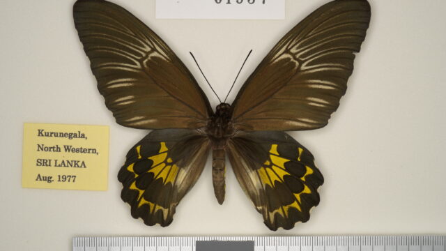 darsius（セイロンキシタアゲハ） | トリバネアゲハデジタル大図鑑
