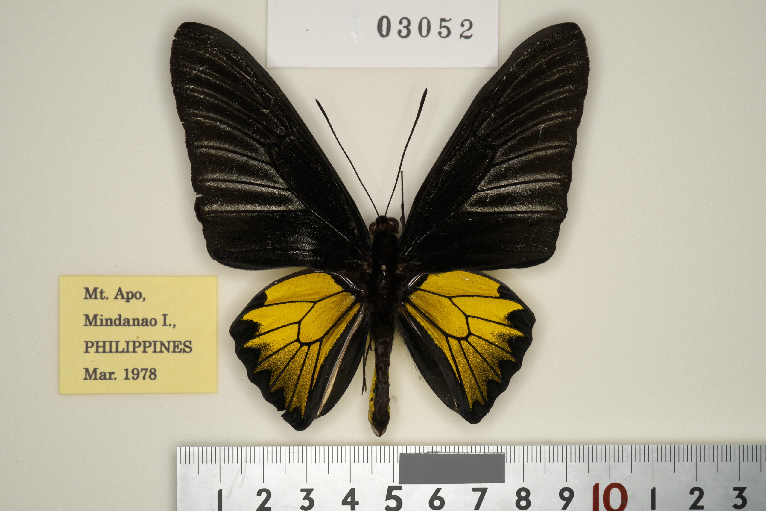 268-03053 | トリバネアゲハデジタル大図鑑（大屋崇コレクション）