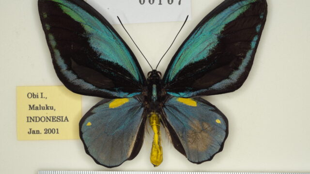 aesacus（オビトリバネアゲハ） | トリバネアゲハデジタル大図鑑（大屋