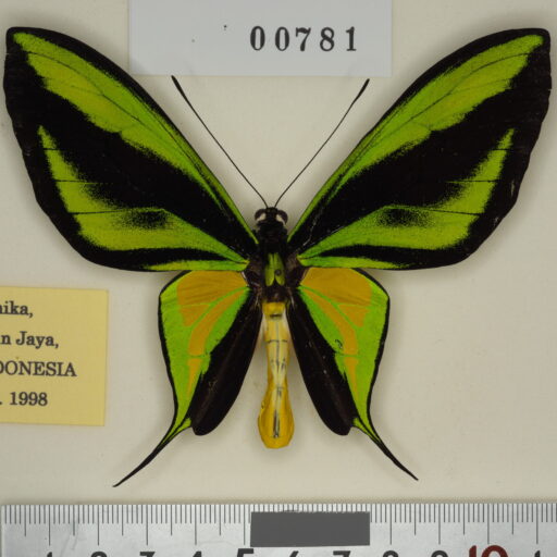 paradisea（ゴクラクトリバネアゲハ） | トリバネアゲハデジタル大図鑑