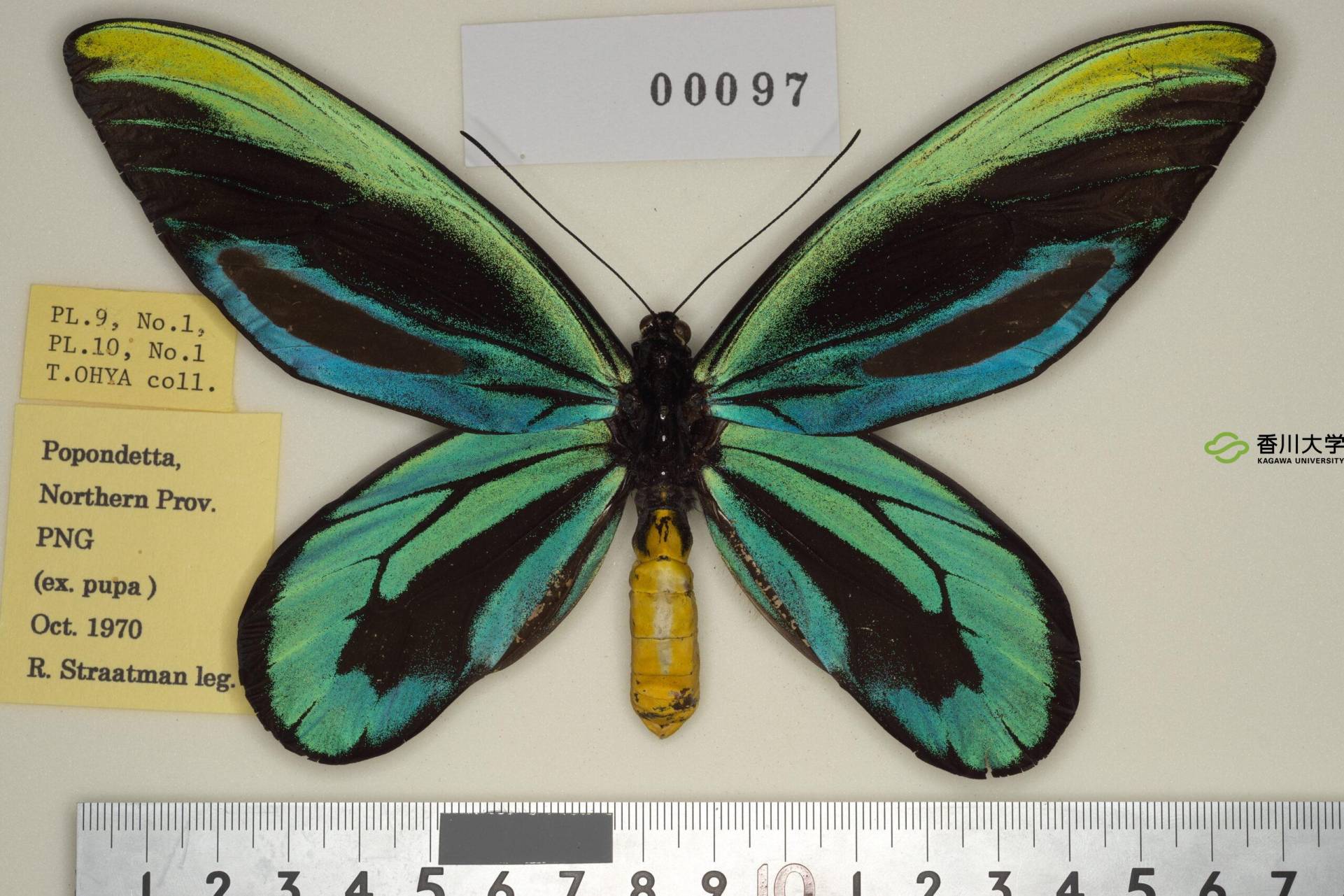 トリバネアゲハデジタル大図鑑（大屋崇コレクション）