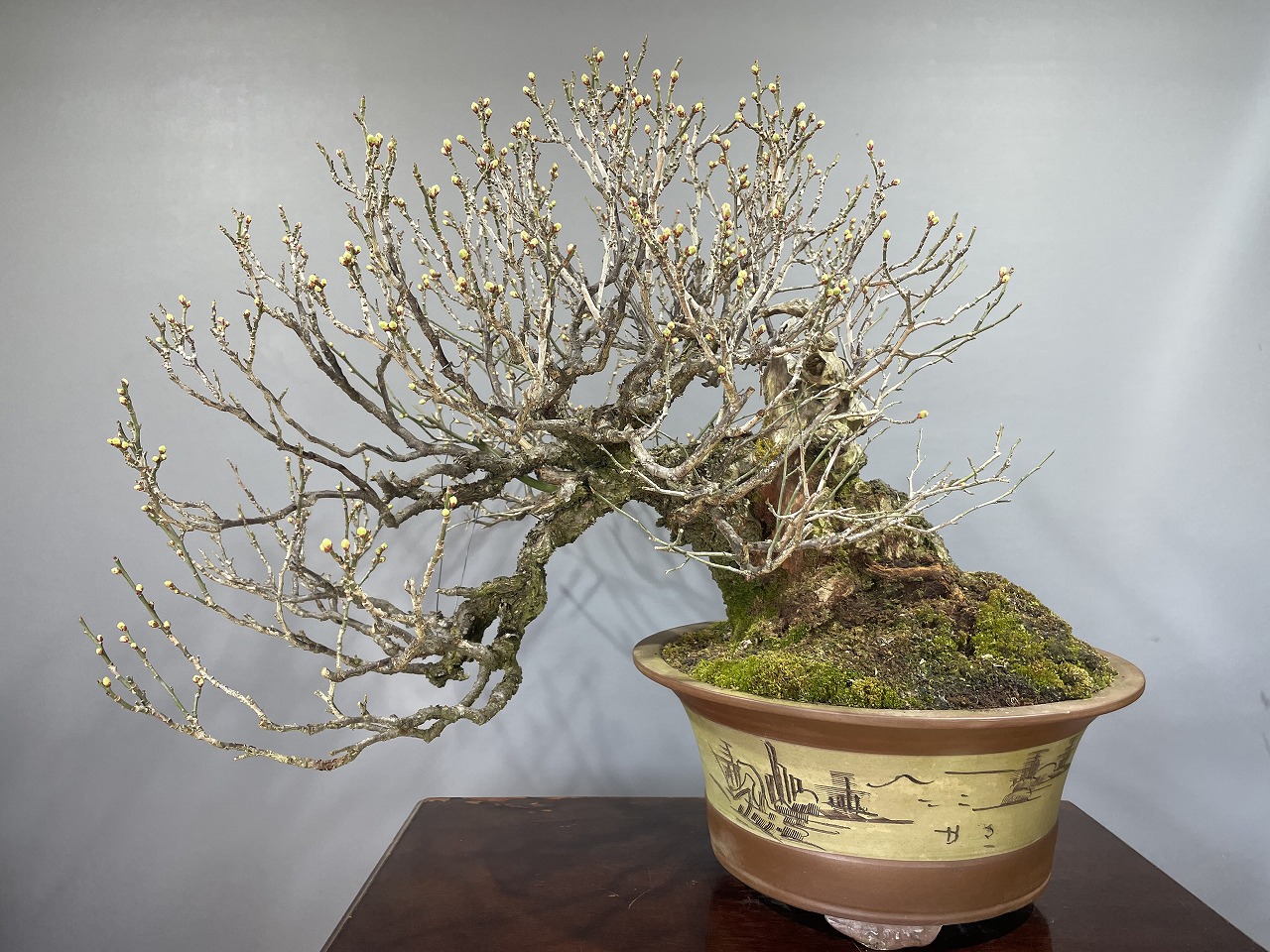 甲州野梅 ※展示会用盆栽！！ [赤富士園]