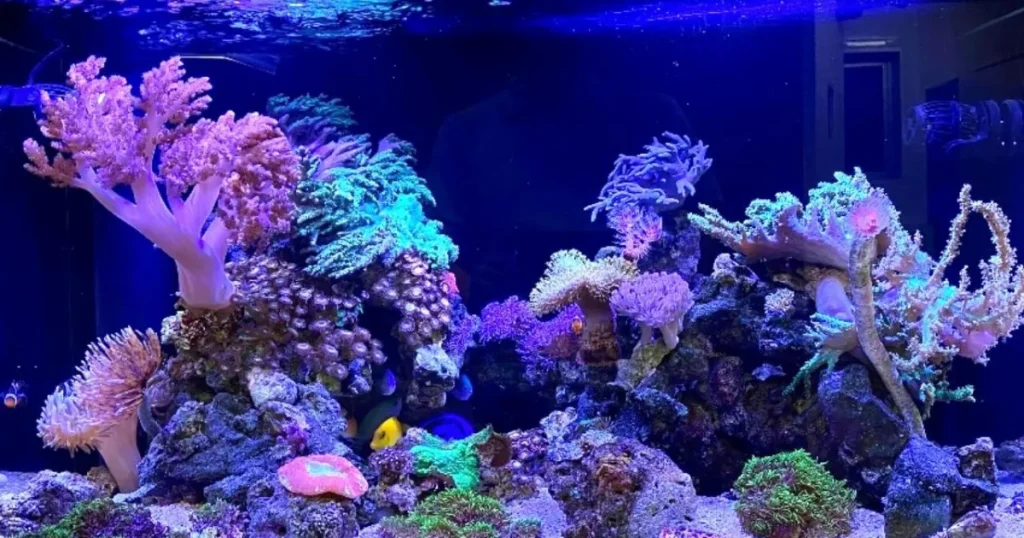 設置事例_90センチサンゴ水槽