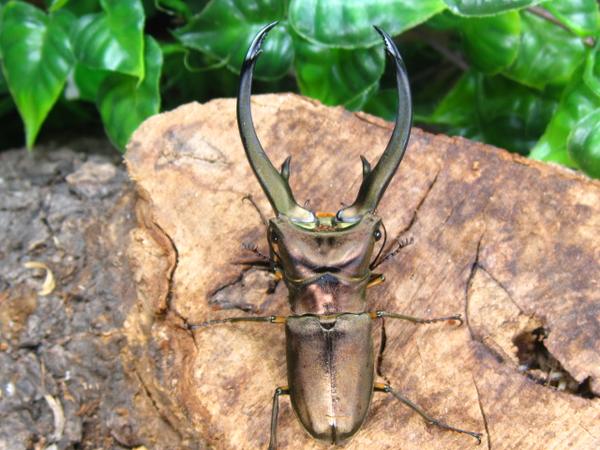 トルンカートゥスホソアカクワガタ/茶系/アリスト | 外国産 昆虫