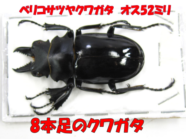 クワガタ標本販売/8本足のクワガタ標本販売中!クワガタ販売アリスト