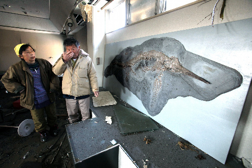 asahi.com（朝日新聞社）：魚竜の化石に再起誓う 南三陸・博物館の館長