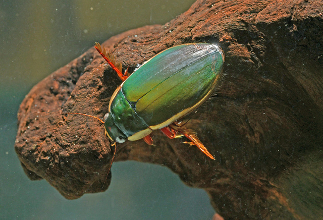 代わりのエサでも育った希少ゲンゴロウ 論文に記した2年越しの思い