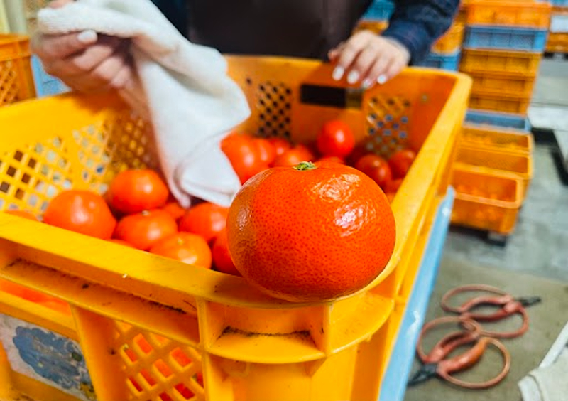 見つけたらぜひ買って！口の中で粒がはじける！ みかん農家が惚れ込ん