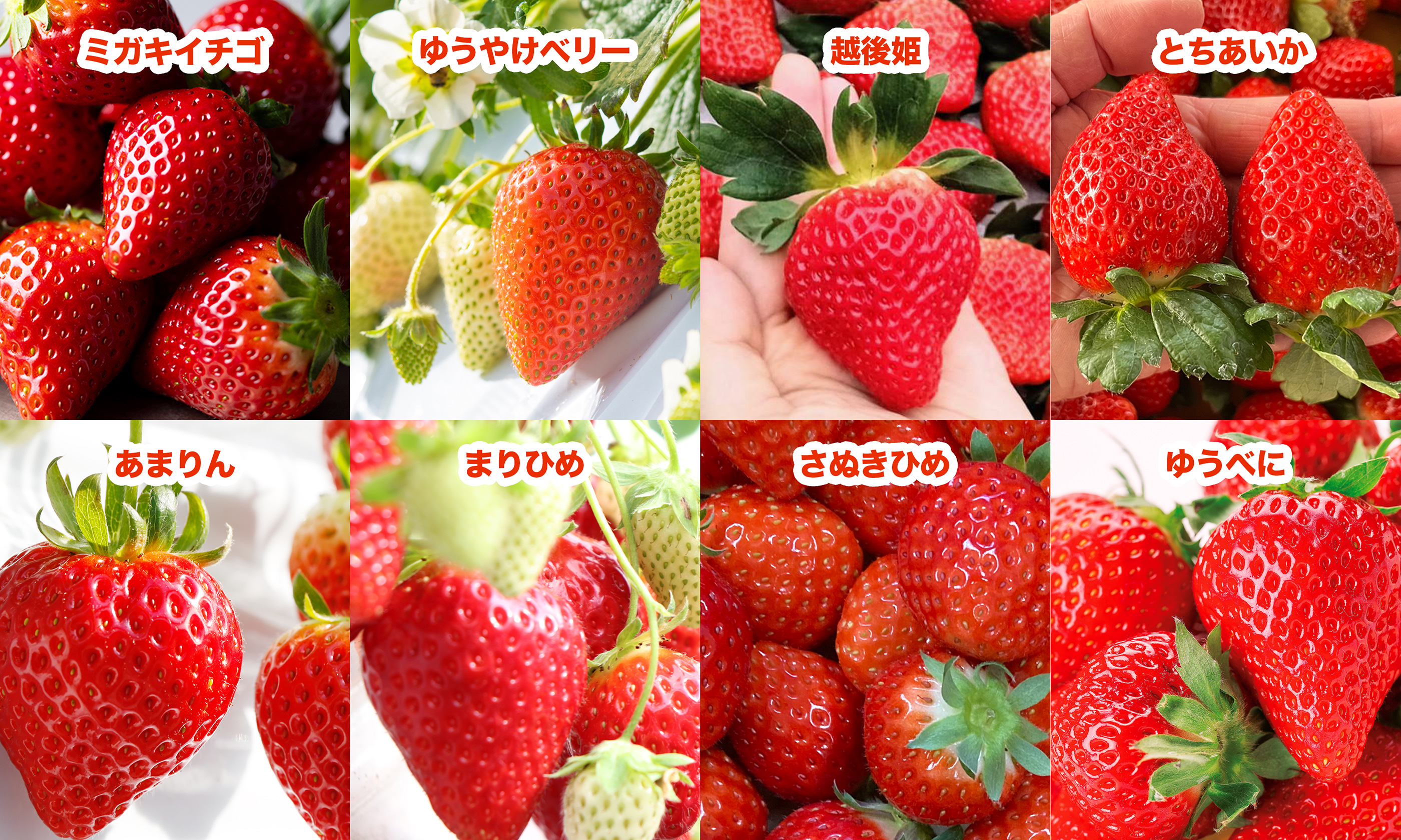 192人限定！“全国8種のいちごを食べ比べ”を楽しめるイベントが 2/20(木