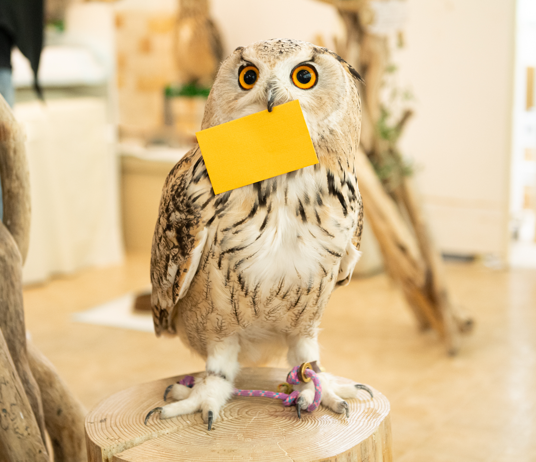 池袋の高額当せん売り場で購入した “ハロウィンジャンボ宝くじ”が